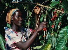 Сорта кофе из Африки